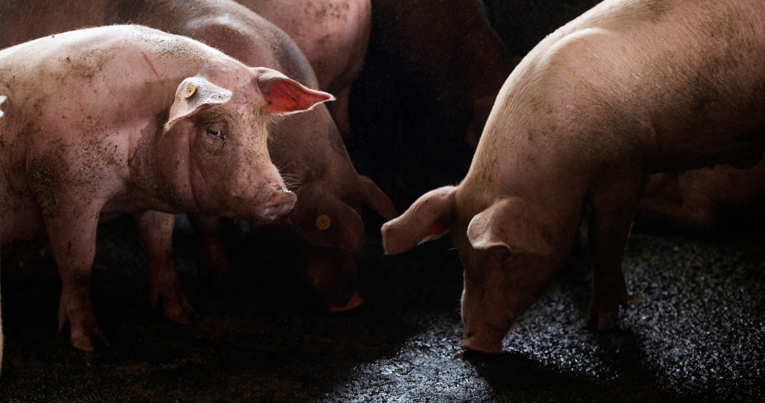 VIDEO FUERTE] Igualdad Animal exhibe maltratos en granjas de cerdos de Jalisco (nota de SinEmbargo) julioastillero.com