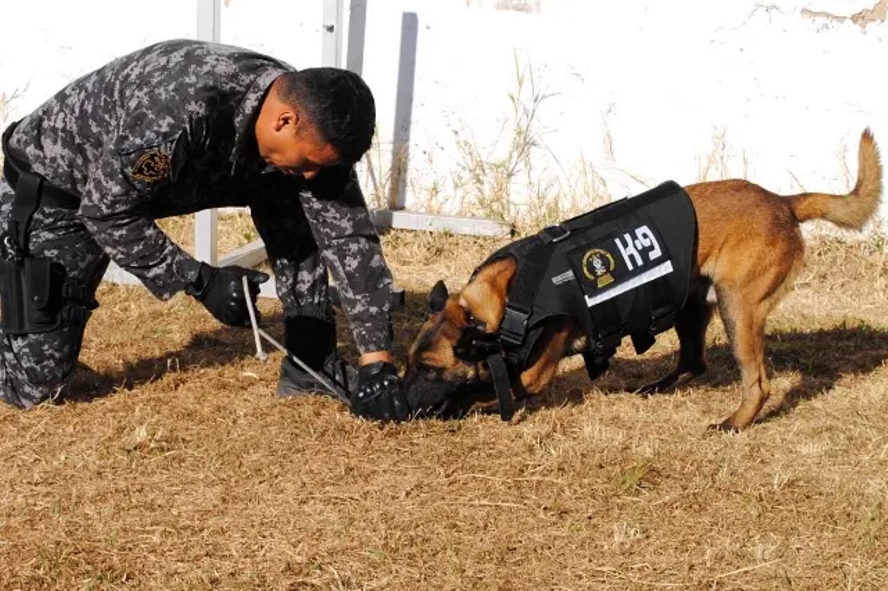 México tiene la mejor unidad canina antidrogas en el mundo (nota de e